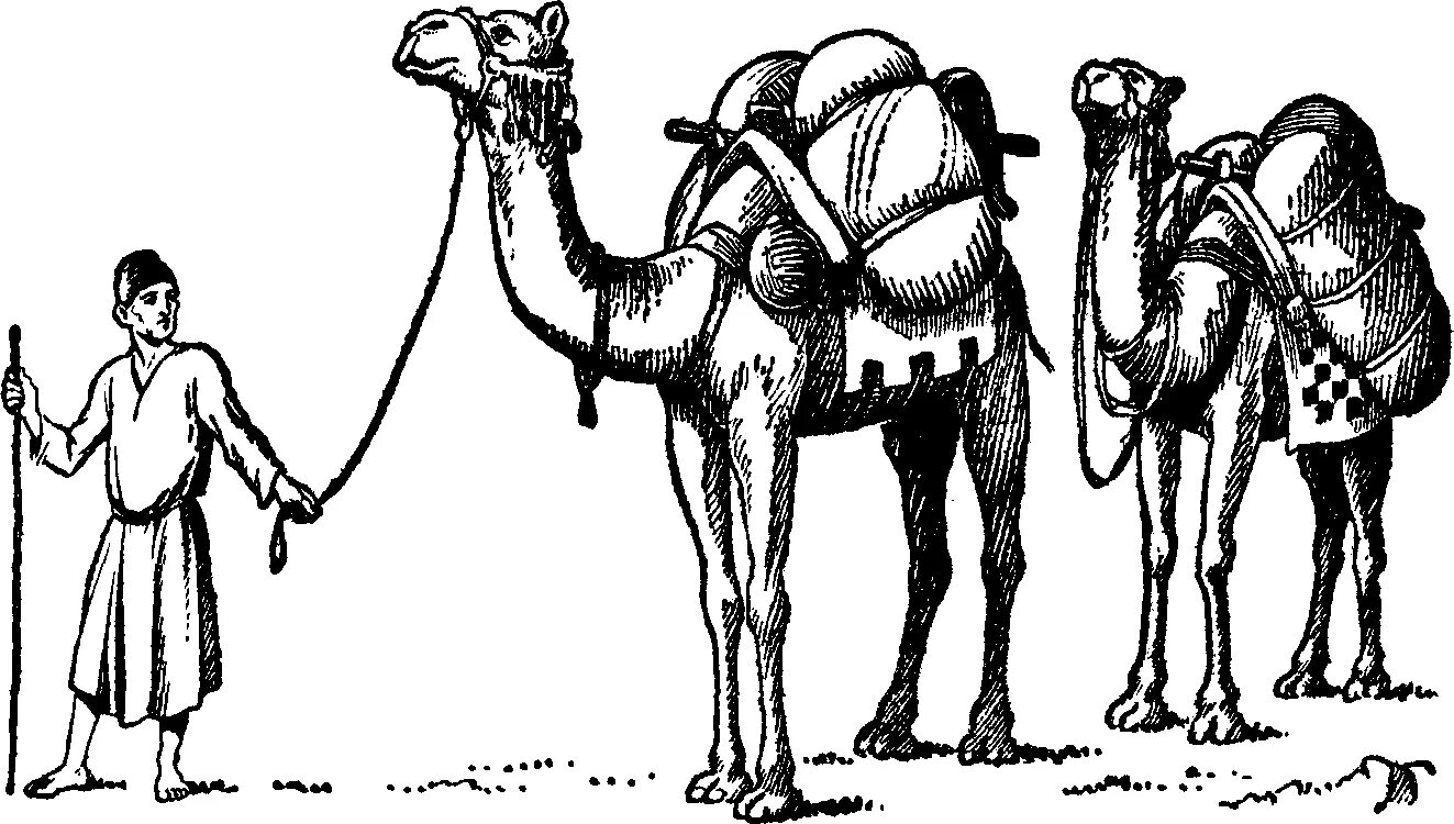 Верблюды Караван. Верблюд рисунок. Нагруженный верблюд. Навьюченный верблюд. Ноги караван