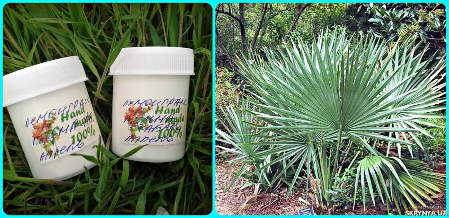 Пальмы сабаль экстракт инструкция. Пальмы сабаль экстракт инструкция. Пальмы сабаль экстракт капсулы. Бад с пальмой сабаль \. Пальмы сабаль экстракт для мужчин.