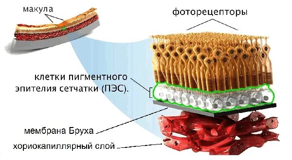 Мембрана Бруха сетчатки. Мембрана Бруха строение. Мембрана Бруха сетчатки глаза. Пигментный эпителий сетчатки.