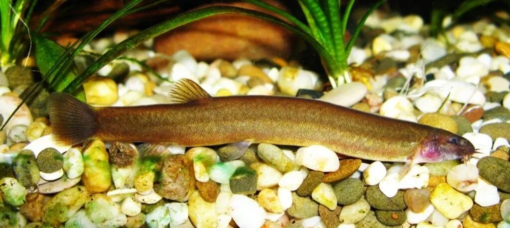 расбора земляничная. рыба кули. акантофтальмус яванский черный. акантофтальмус кюля (pangio kuhlii). рыба кули.