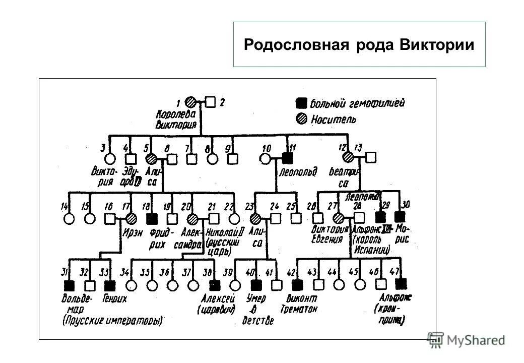 генеалогическое древо рода. роды родословие. родословное дерево шежере. роды родословие. шежере родословная.