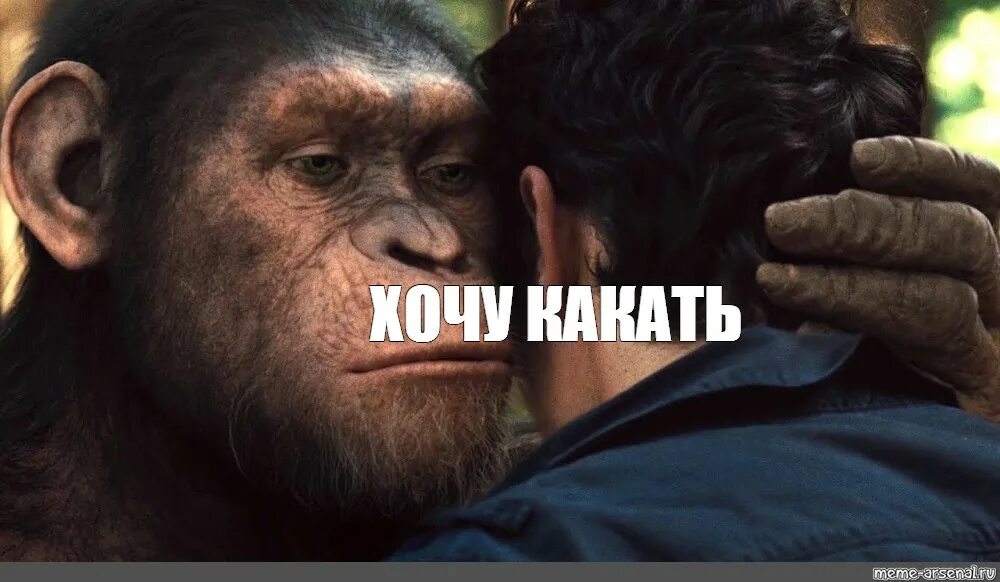 Мое умное лицо мем с обезьяной Кассира и капитана оренбургской полиции подозревают в хищении 31 миллиона рублей