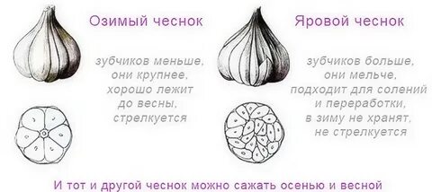 Расстояние между луковицами чеснока