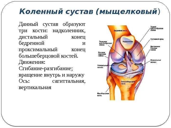 Строение коленного сустава человека анатомия. Строение и функции суставов. Строение коленного сустава кости. Коленный сустав кости образующие сустав.