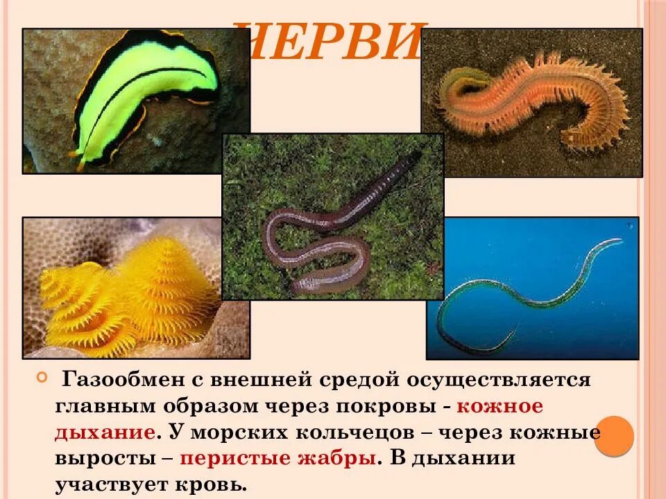 Признак свободноживущего червя. Газообмен кольчатых червей. Газообмен плоских червей. Морские плоские черви. Органы дыхания и газообмен у червей.