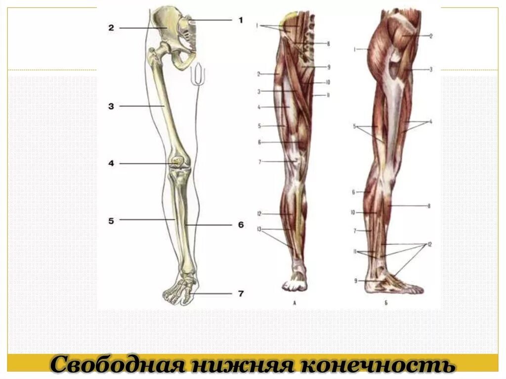 Отделы нижней конечности. Свободная нижняя конечность. Анаиомия своьолной ниднец крнечнгсти. Кость свободной нижней конечности. Свободная нижняя конечность анатомия.