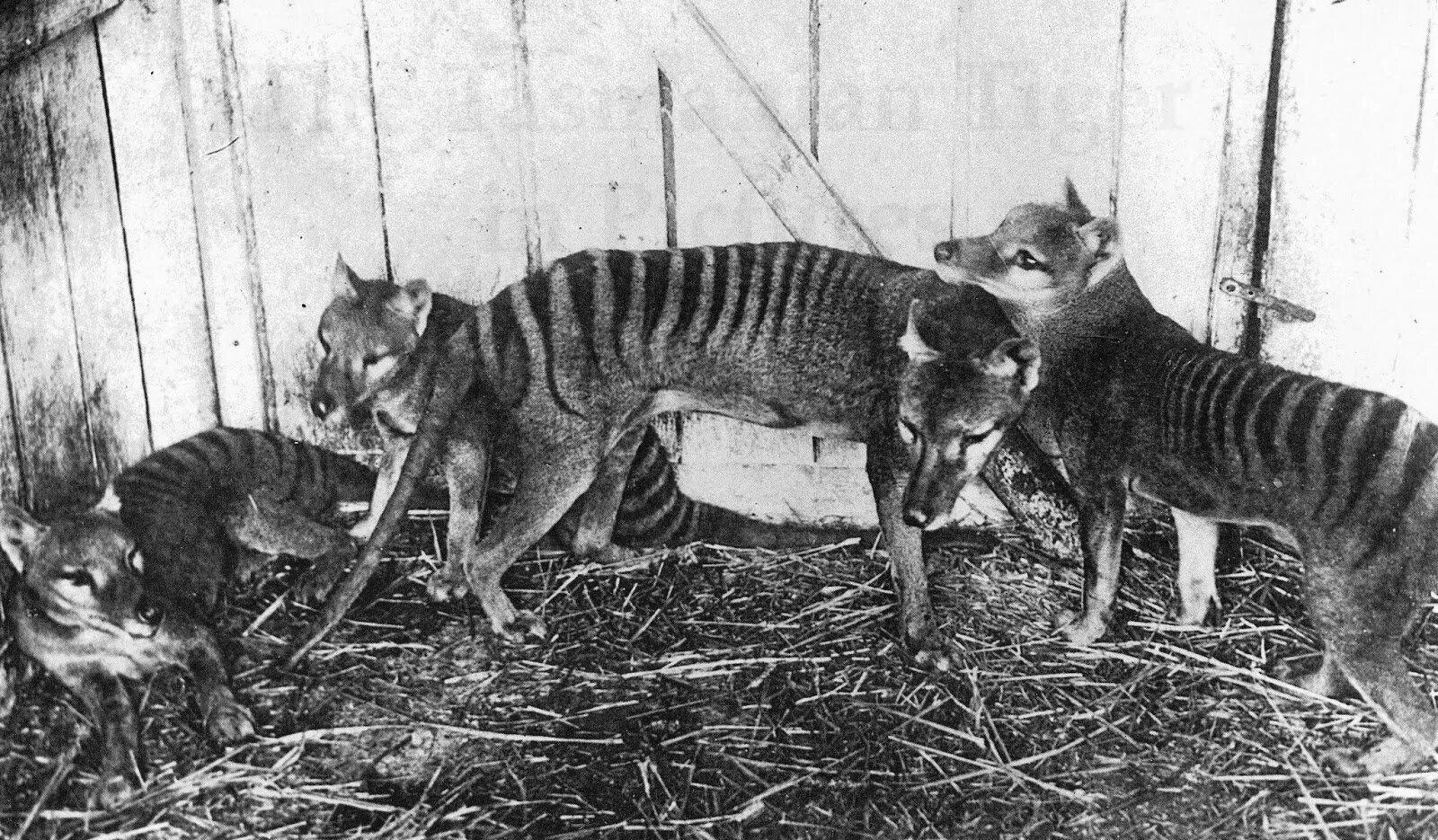 Вымирающие особи. Вымирающие особи. Сумчатый волк. Тим флэк вымершее животное. Животные на грани вымирания.