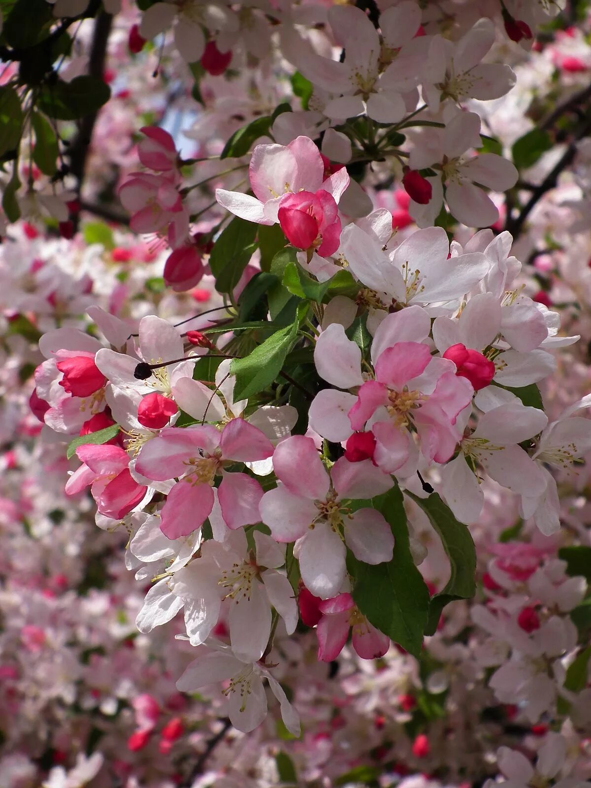 Яблоня (Malus) «Жизель». Яблоня декоративная флорибунда. Яблоня малус флорибунда. Декоративная яблоня Malus Pink. Яблоня флорибунда