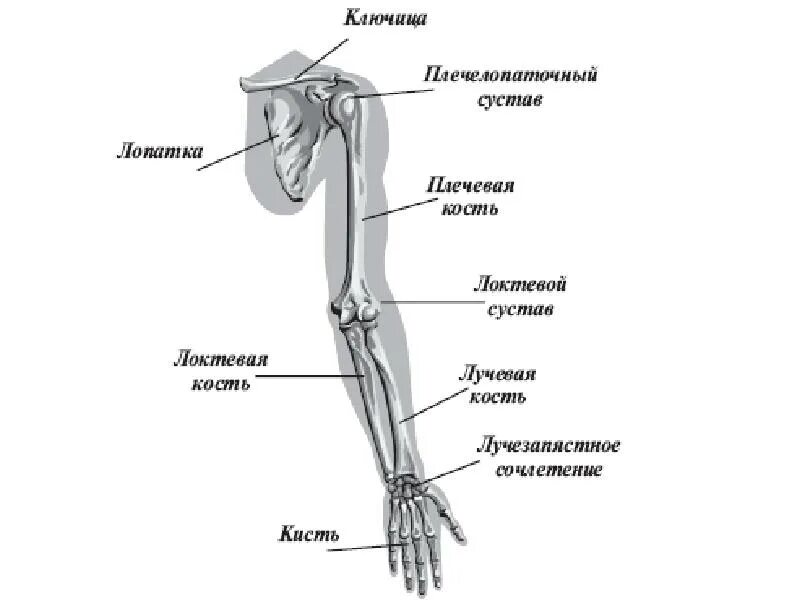 Части руки человека. Строение руки человека кости. Рука анатомия строение кости. Строение руки человека с названиями плечо предплечье. Название костей руки у человека.