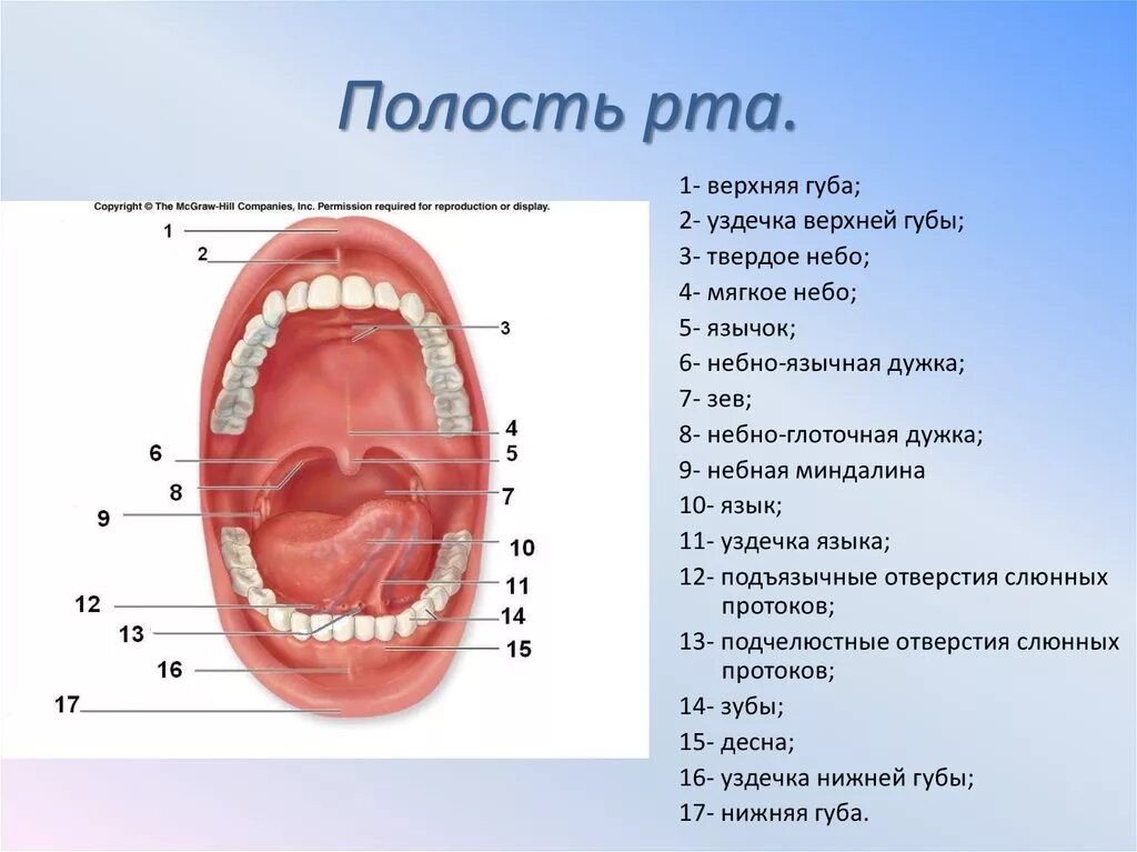 Ротовая полость тема. Строение ротовой полости схема. Ротовая полость (органы, строение стенок).