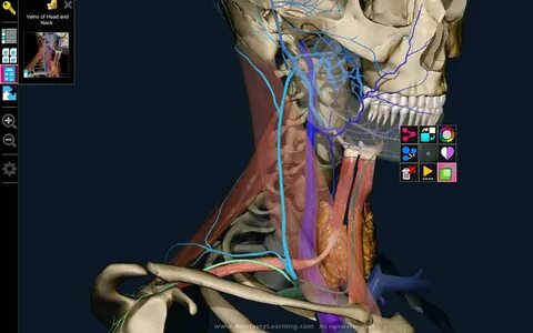 Anatomy learning 3d атлас