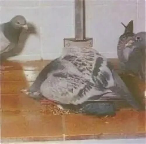 Домашние голуби болезни