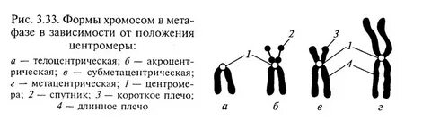 Какие типы хромосом вы знаете