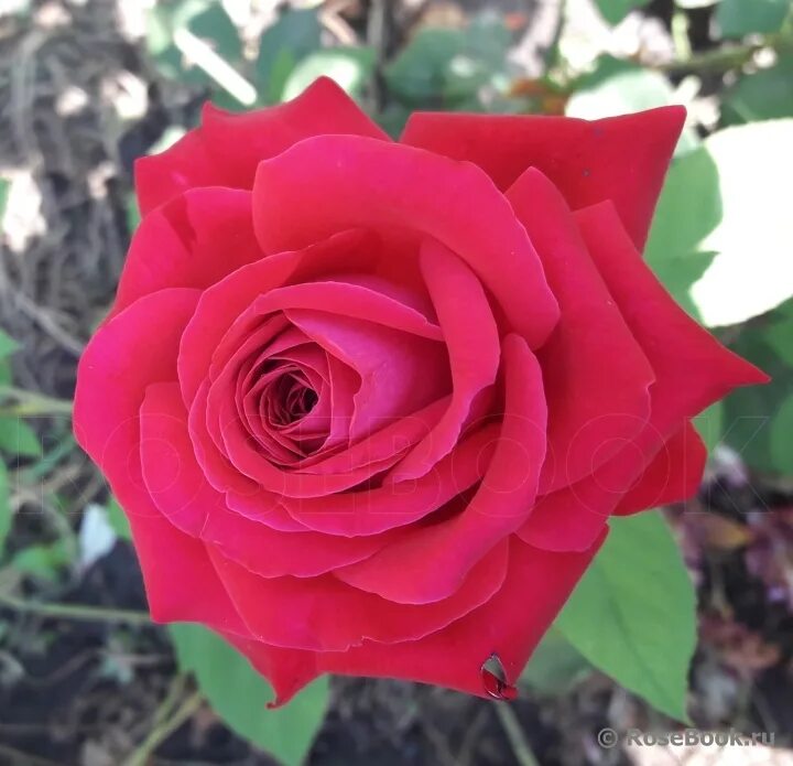 роза чайно-гибридная керио. казахстанская юбилейная. роза чайно-гибридная казахстанская юбилейная. роза казахстанская юбилейная. роза чайно-гибридная крымская ночь.