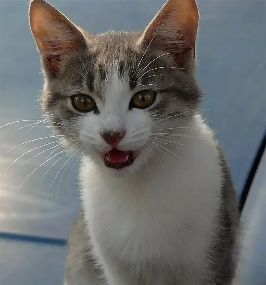 Кошачье мяуканье привлекающие кошек слушать. Кошка мяукает. кошачье мяуканье. звук кошки. кошка мяукает звук.