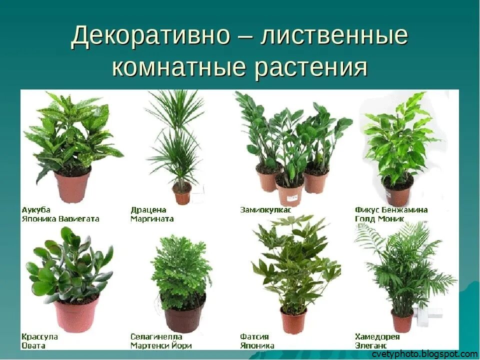 Комнатные растения названия. Комнатные растения каталог с фотографиями. Комнатные растения назва. Комнатные цветы декоративно лиственные.