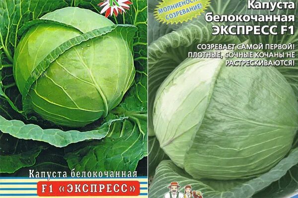 Продажа семян капусты интернет-магазин "Сияние"