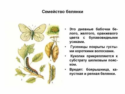 Тип развития капустной белянки