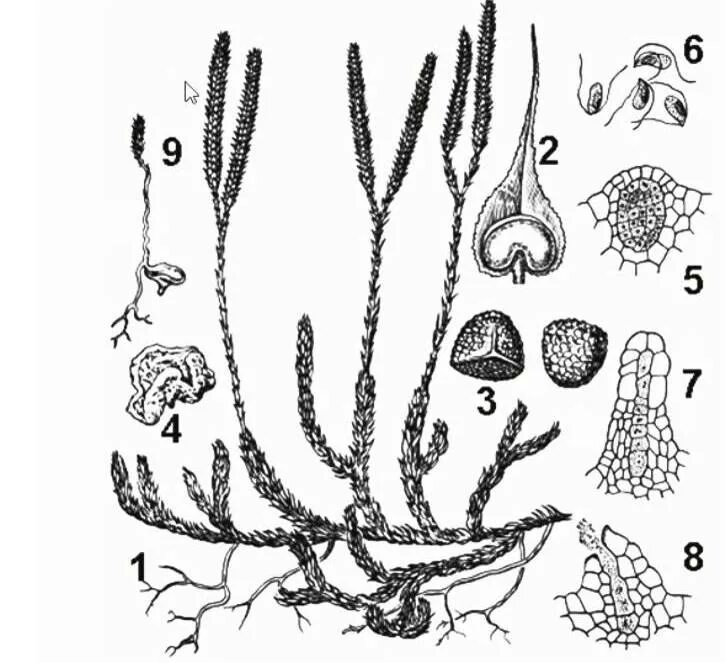 Цикл плауна булавовидного. Жизненный цикл плауна булавовидного. Цикл развития плауна. Спорангий плауна. Плаун булавовидный схема
