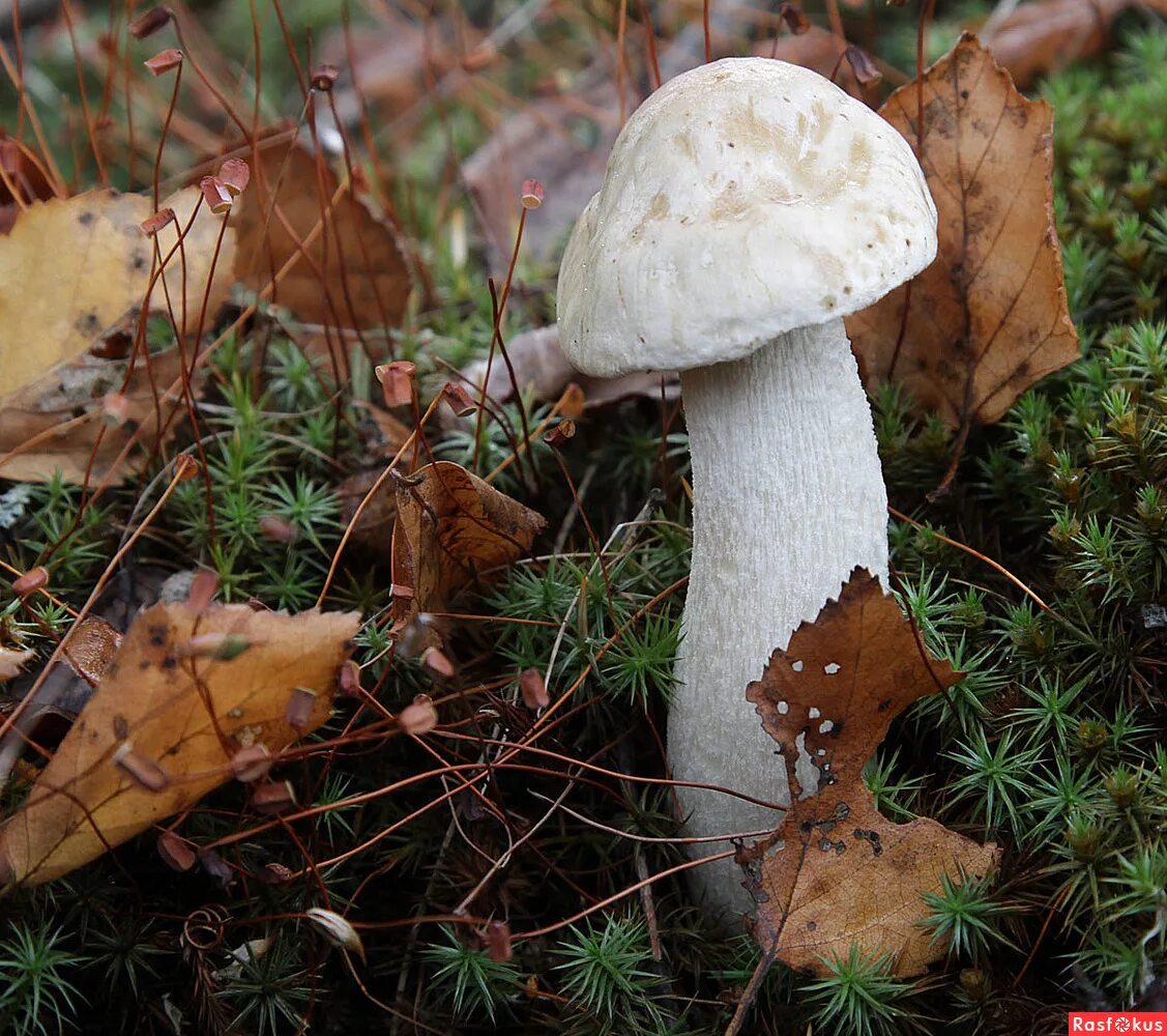 подосиновик ядовитый. подосиновик белоножковый. ) watl. подосиновик альбинос.