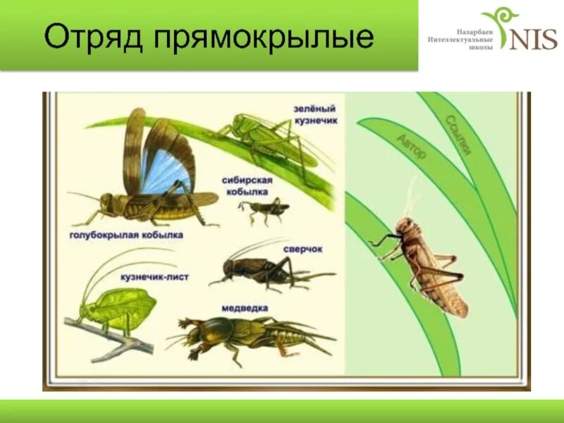 На головном отделе насекомых отряда прямокрылых