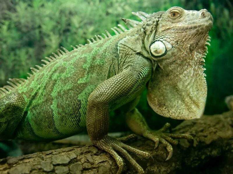Игуана зеленая обыкновенная. Зеленая игуана (Iguana Iguana). Ящерица игуана. Обыкновенная игуана ящерицы.
