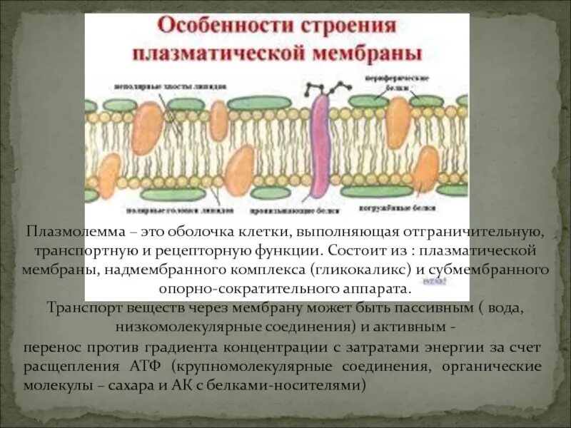 Плазматическая(клеточная) мембрана (плазмолемма). Мембранный слой плазмолеммы. Плазматическая мембрана гликокаликс функции. Плазмолемма и гликокаликс.