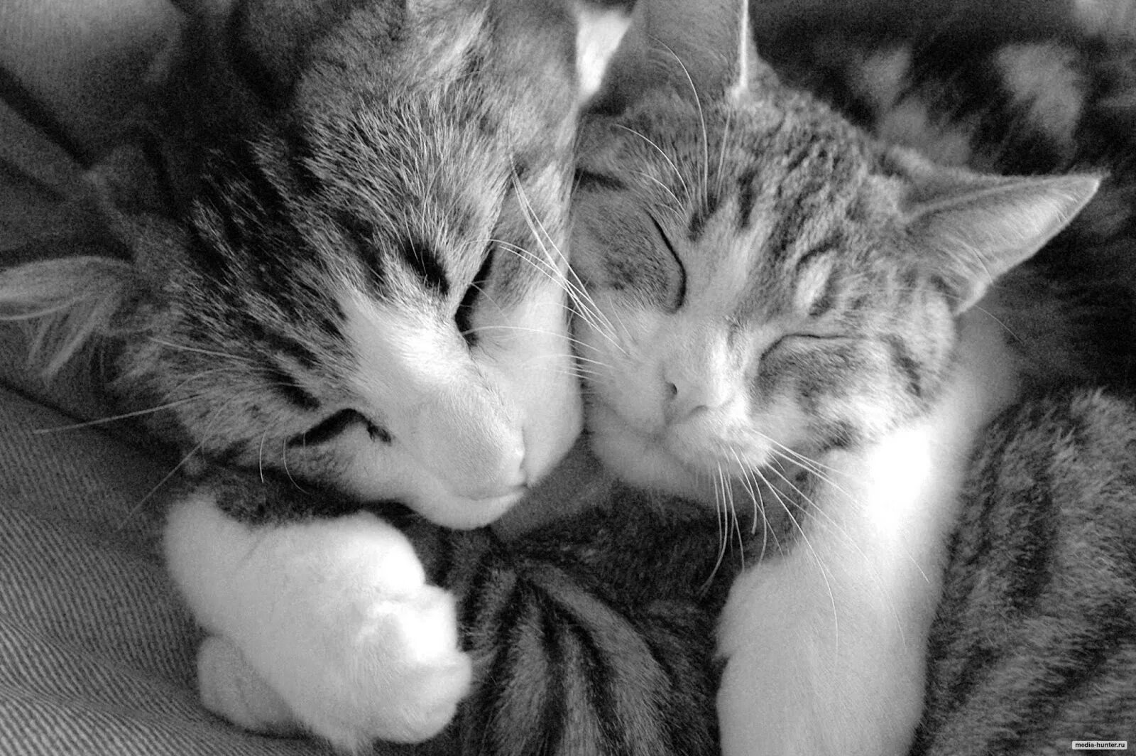 Кошки любовь. Обнимашки. Котики обнимашки. Два кота.