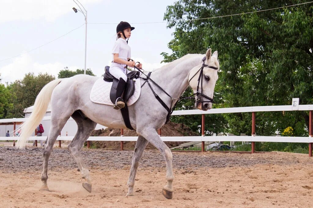 кремлевская школа верховой езды вднх. музей лошади на вднх. лошадь в центре москвы. конюшня на вднх. 4 лошади пепельного рыжего и гнедого цвета.