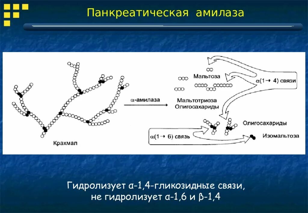 Фермент альфа амилаза. Панкреатическая амилаза PH Оптимум. Панкреатическая Альфа амилаза расщепляет. Панкреатическая α-амилаза субстрат. Панкреатическая амилаза гидролизует:.