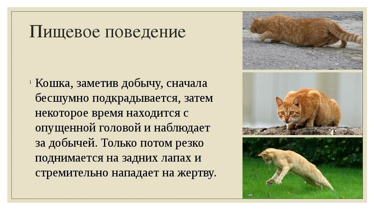 Пищевое поведение животных. Пищевое поведение кошек. поведение домашних животных. кошки их повадки поведение. кошачье поведение.
