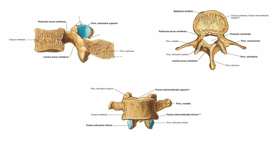 5 групп костей. Кости анатомия позвонки строение. Строение позвонка кости кости позвонка. Губчатая кость тела позвонка строение. Смешанные кости строение позвонки.