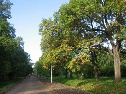 Парк дубки санкт петербург