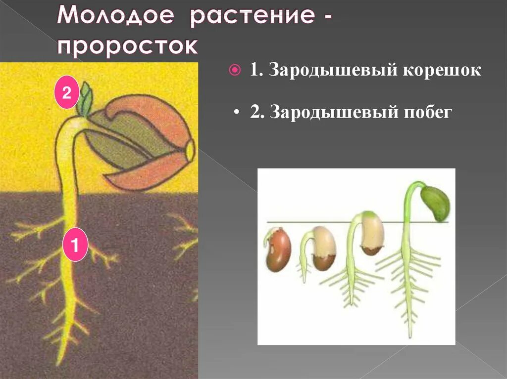 Зародышевый побег семени. Строение зародышевого растения. Зародышевые побеги у семян фасоли. Зародышевый корешок. Главный корень зародыша развивается