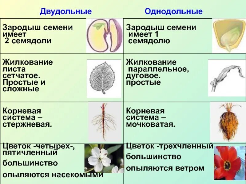 Главный корень зародыша развивается. Семейства однодольных и двудольных растений. Строение цветка у однодольных и двудольных растений. Строение цветка 6 однодольных и двудольных растений. Классы растений Однодольные и двудольные семена.