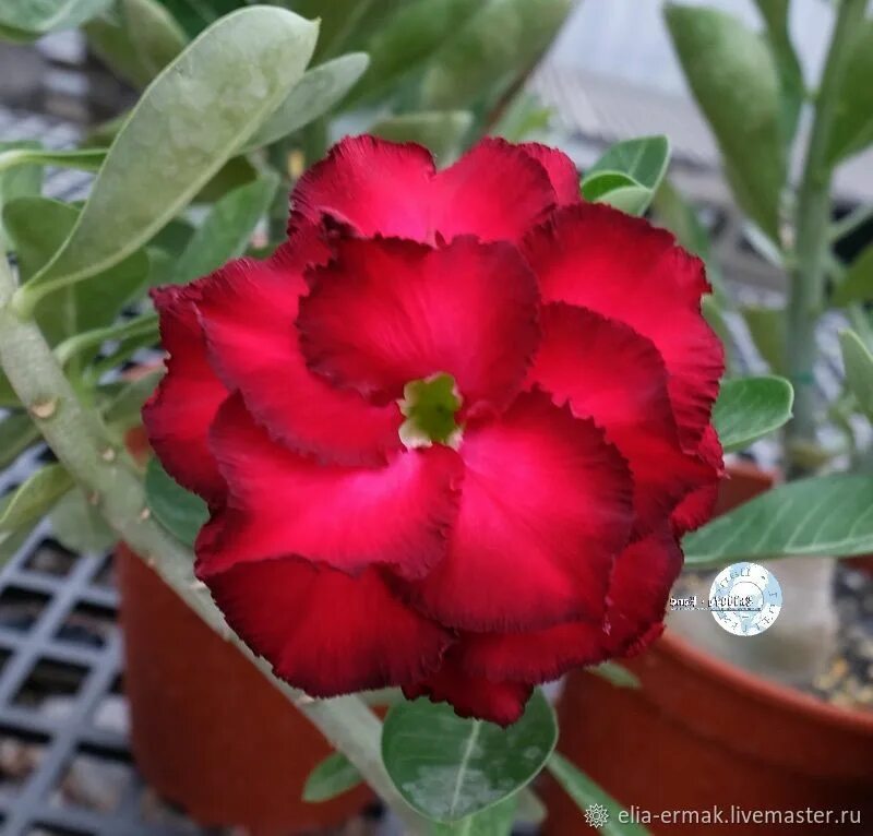 Семена цветов адениум. Red camellia адениум. Семена цветов адениум. Семена цветов адениум. Адениум тучный малиновый десерт.