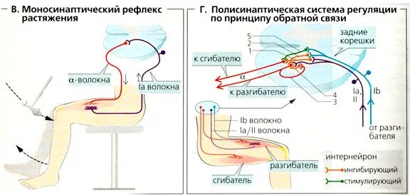 Зеленый рефлекс. Моносинаптический рефлекс на растяжение. Миотатический рефлекс физиология. Коленный рефлекс моносинаптический. Рефлекс растяжения физиология.