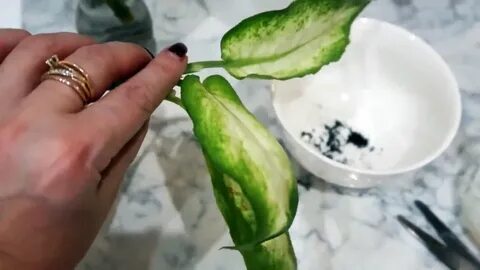 Кислота для укоренения черенков