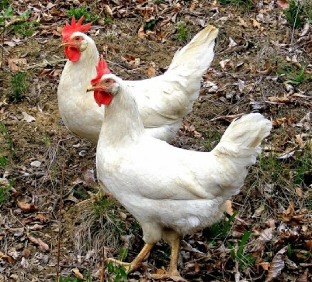порода хайсекс уайт. несушка леггорн белый. белый леггорн порода. куры несушки леггорн. куры несушки хайсекс браун.