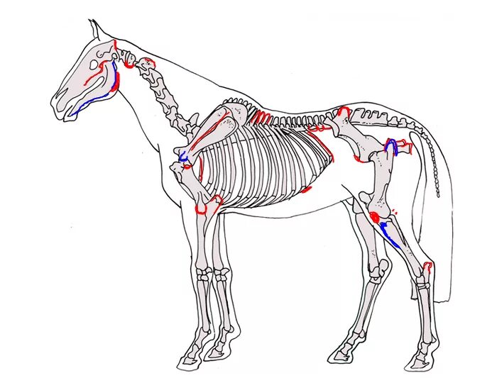 Лошади разбор. Скакательный сустав у лошади анатомия. Строение скелета лошади анатомия. Коленный сустав лошади анатомия. Колено лошади анатомия.