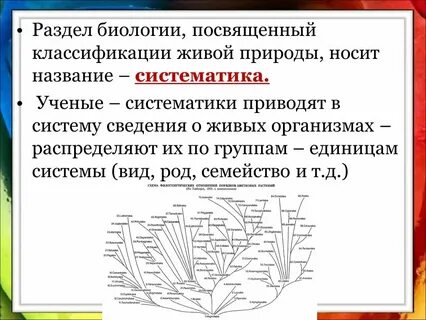 Изучение систематических групп