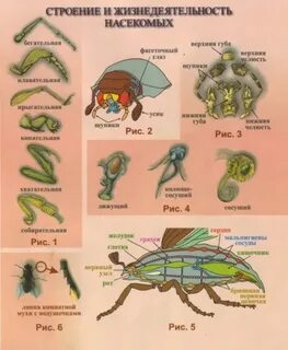 Низшие растения 7 класс биология конспект урока