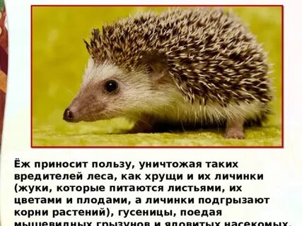 В среду еж принес на 3 гриба