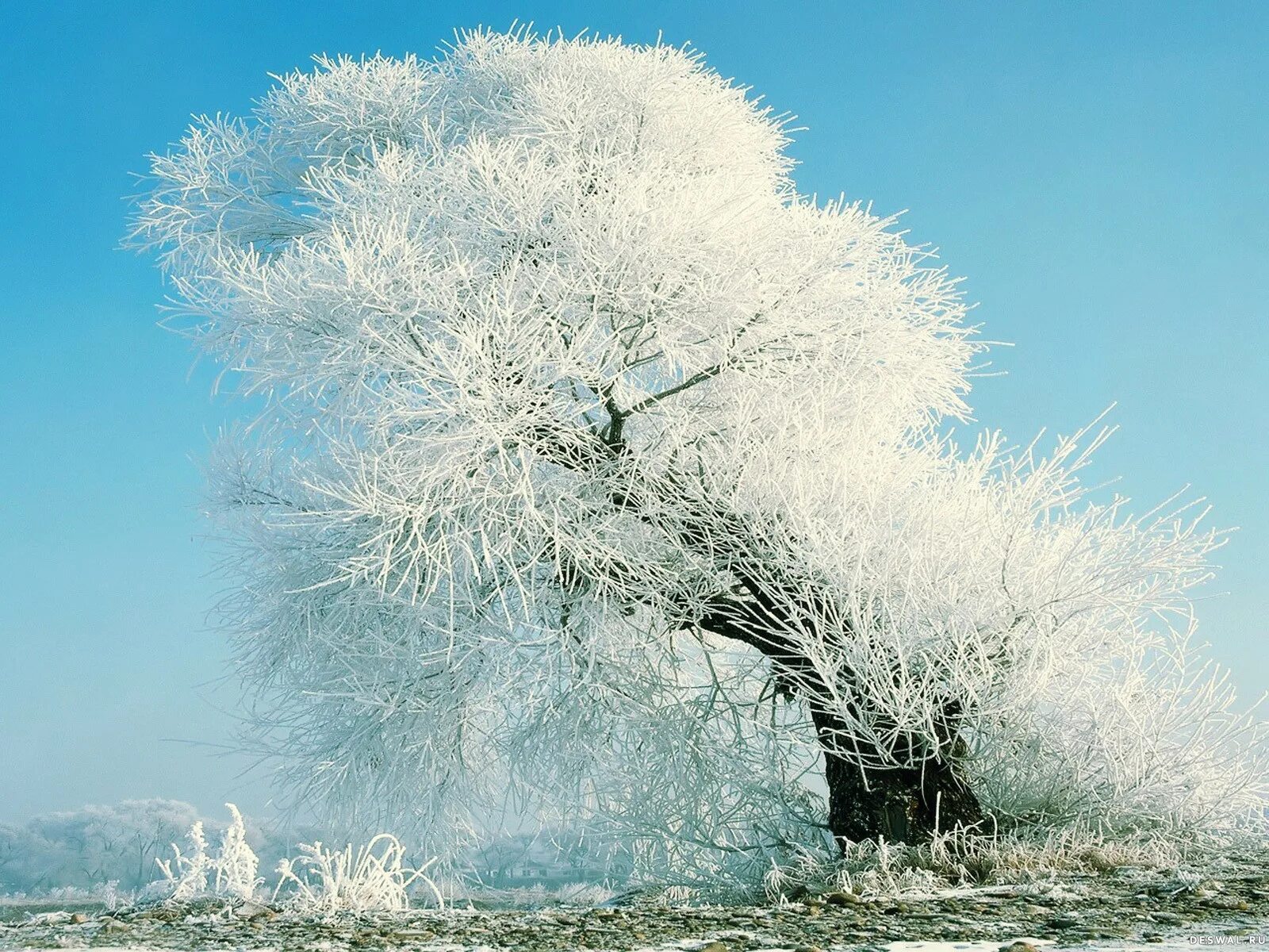 Лес в инее. Заснеженные деревья. Заяц летом серый а зимой белый. Береза зимой. Солнечный зимний день.