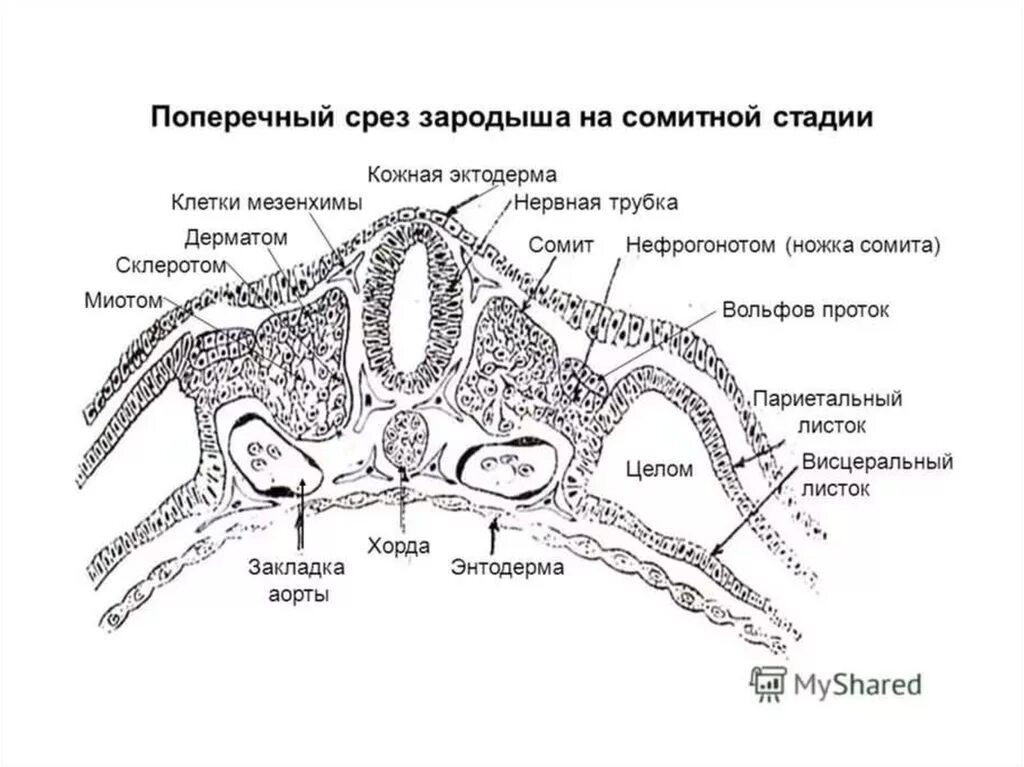 Поперечный срез эмбриона сомиты. Поперечный срез зародыша человека гистология. Осевой комплекс зачатков зародышевые листки. Поперечный срез зародыша на сомитной стадии.