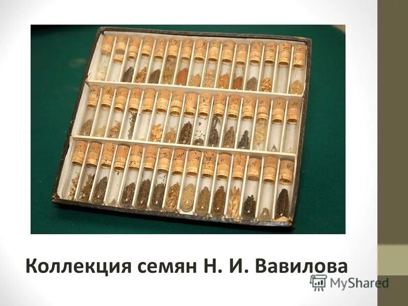Собрал крупнейшую коллекцию семян культурных. Собрал крупнейшую коллекцию семян культурных