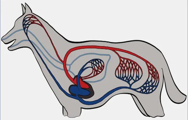 Система кровообращения млекопитающих. Кровеносная система млекопитающих круги кровообращения. Система кровообращения собаки. Кровеносная система млекопитающих большой круг кровообращения.