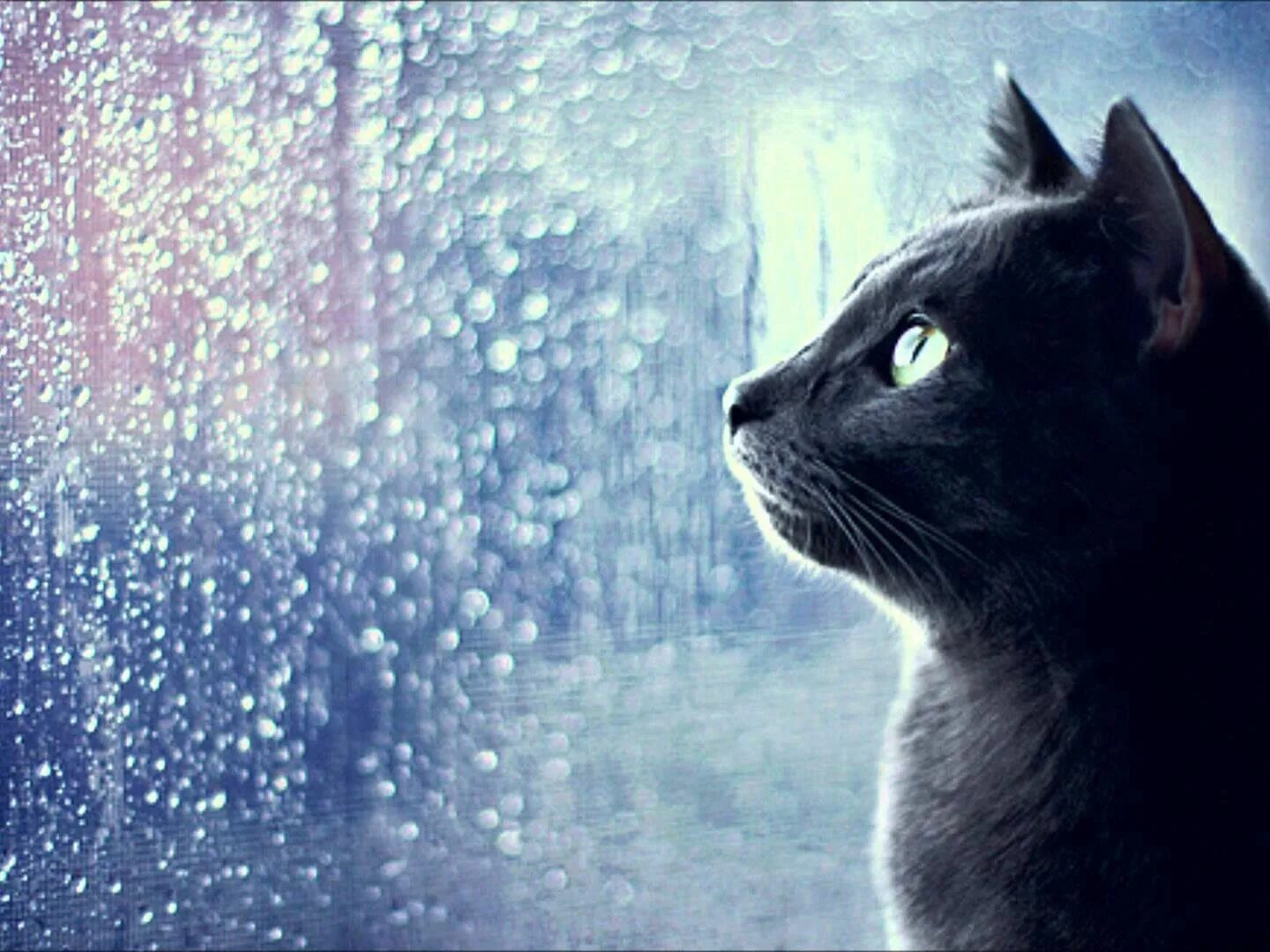 Кот под окном. Кот и дождь. Котик под дождем. Кошка у окна дождь. Кошка и дождь.