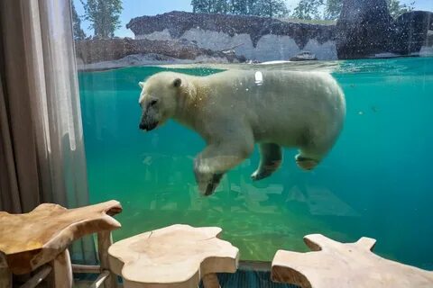 Номер зоопарка