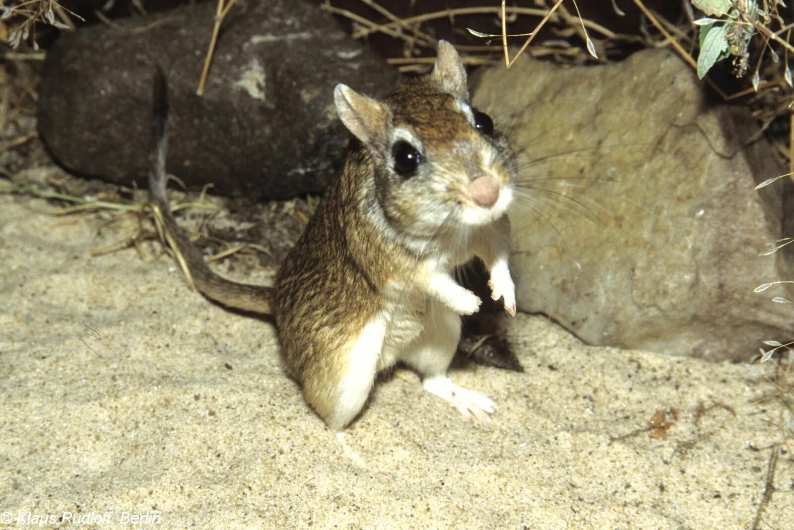 Костяные поля песчанка.  Тамарисковая Песчанка (Meriones tamariscinus). Золотой агути Песчанка. Гребенчуковая Песчанка. Полуденная Песчанка.